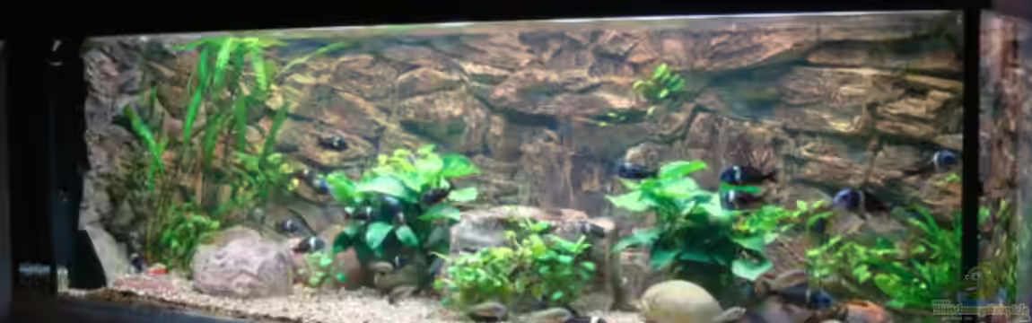 Tanganjika 840 von Landygeier