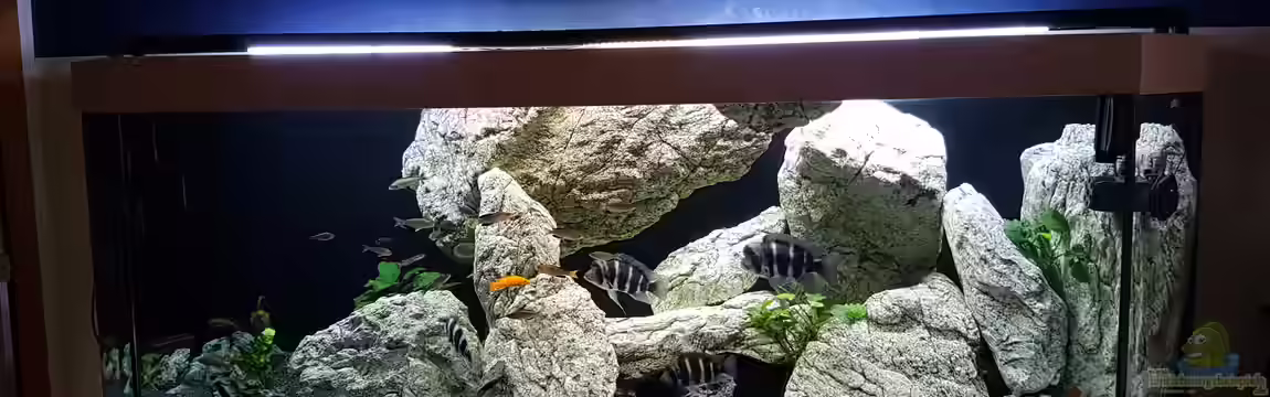 Tanganjika (Frontosa, Cyprichromis, ..) 1000l von TH