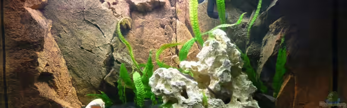 Tanganjika Gesellschaftsbecken von Stefan S.z