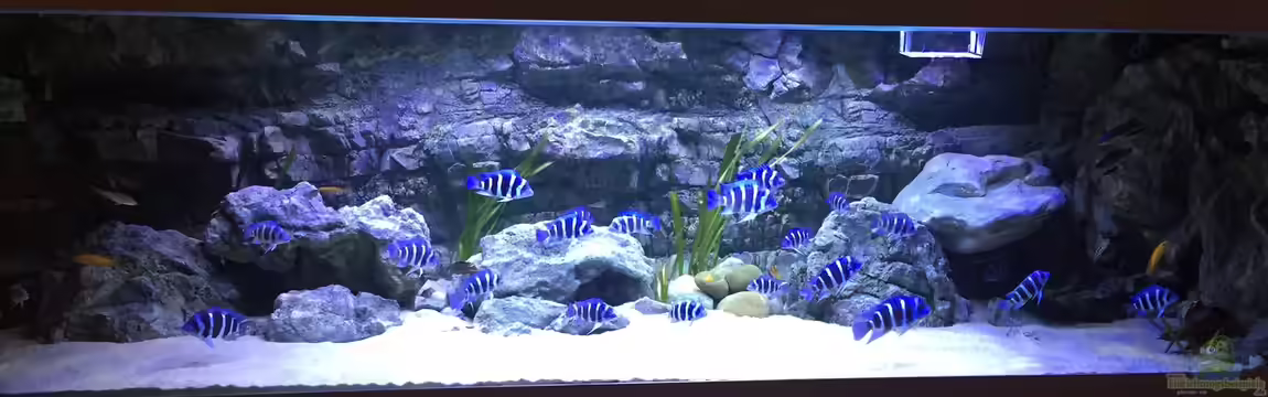 Tanganjika Höhle von Duni