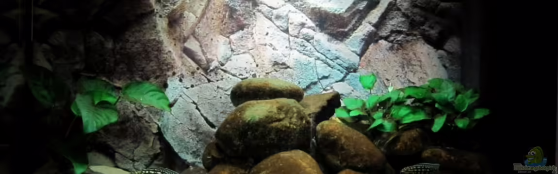 Tanganjika ist bei mir im Wohnzimmer von donolli