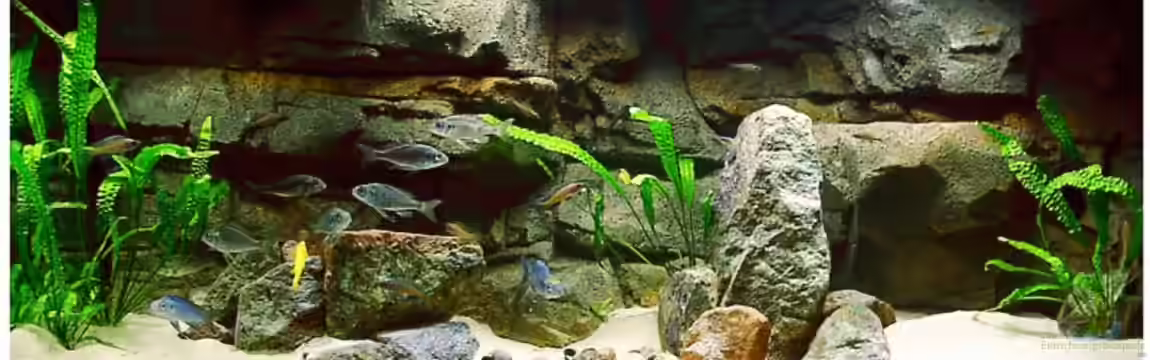 Tanganjika seit 2008 von Georg Botz