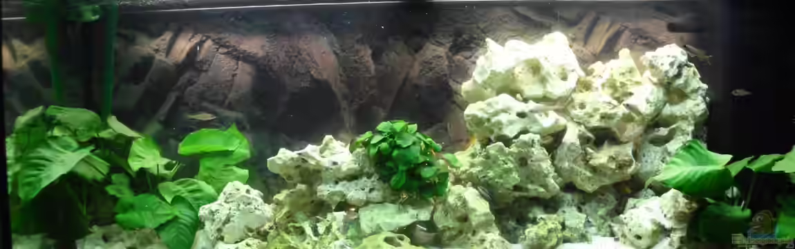 Tanganjika-sofapirat von sofapirat