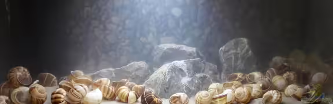 Tanganjika Traum Aufgelöst von Nelle