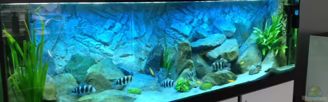 Tanganjika Tümpel in NRW von Dirk Brunnenkamp