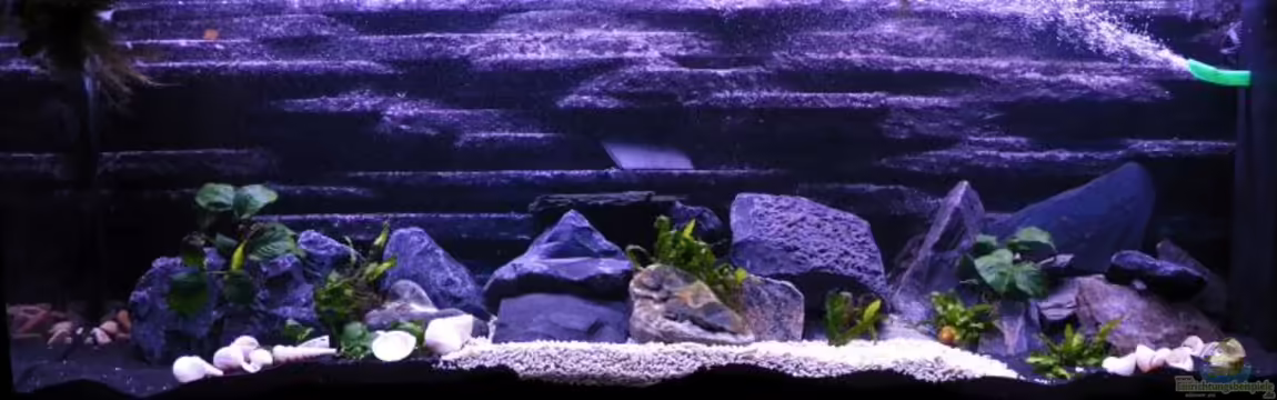 Tanganjika von Jan Reiners