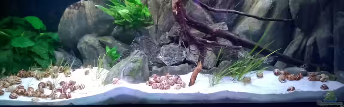 Tanganjikabecken mit selbstgebauter Rückwand von Trooper