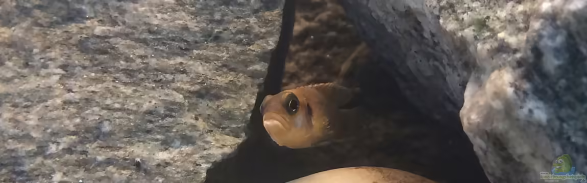 Tanganjikabecken von just