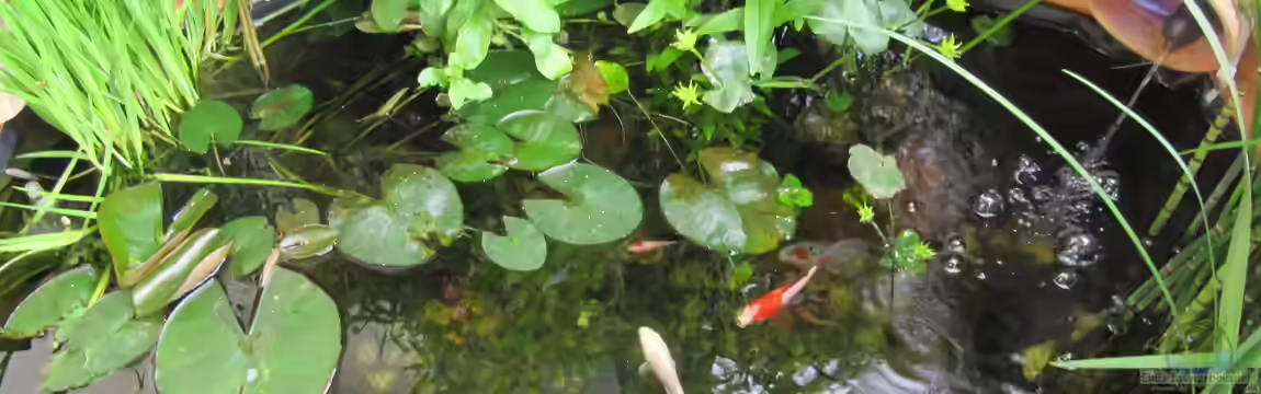 TEICH 30176 von Muschelherz