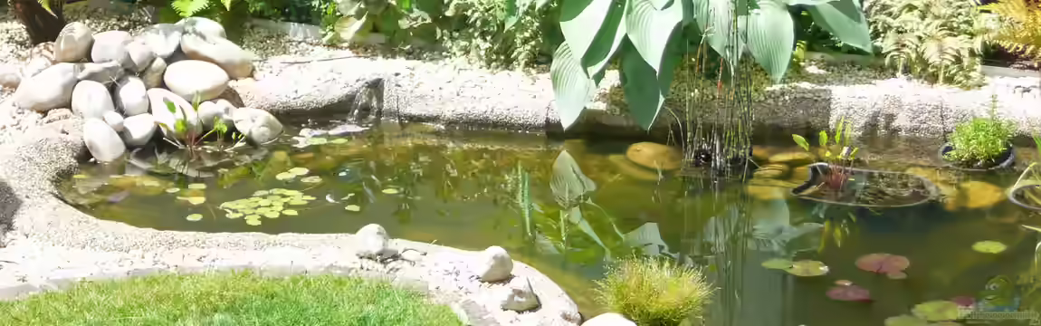 Teich von Sissifischlein