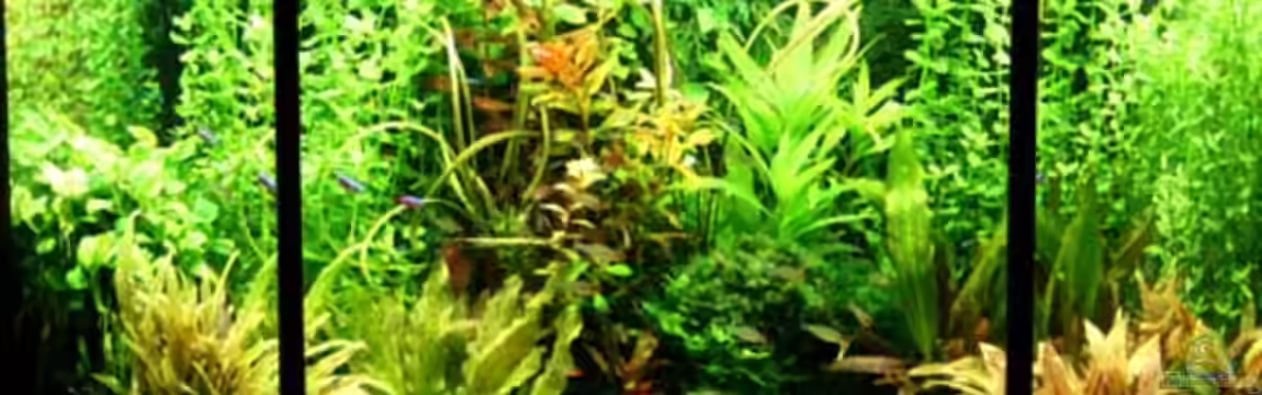Teiling Eckaquarium von Aquarienexperts