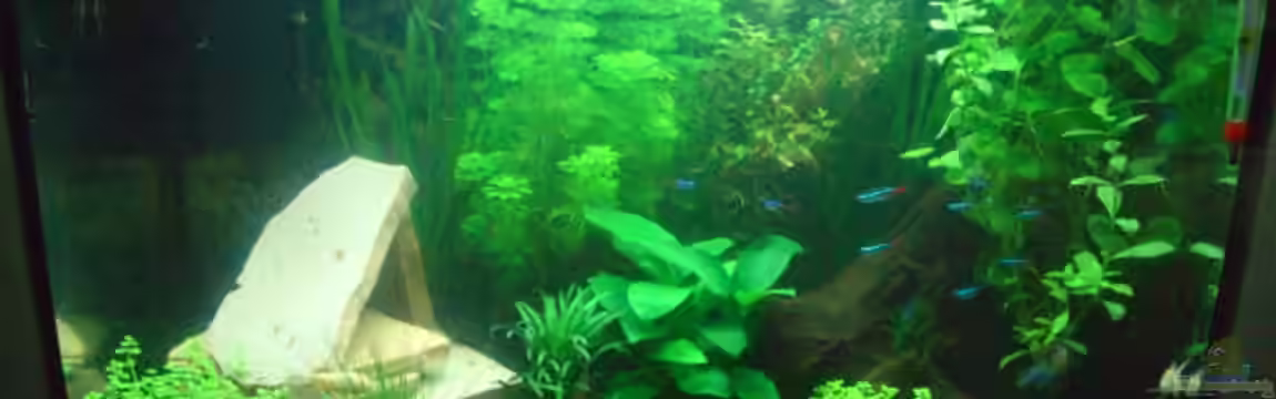 Tetra Aquaart 60L von delle