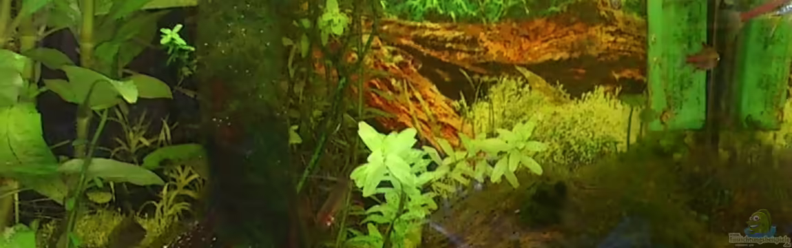 Tetra Tec von beewee