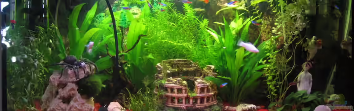 The 1st one! von -=[F.i.p.s.]=-