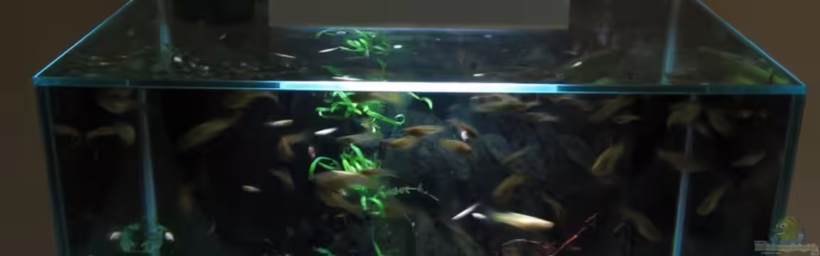 The Big Edge von Zahnkarpfen- Fee