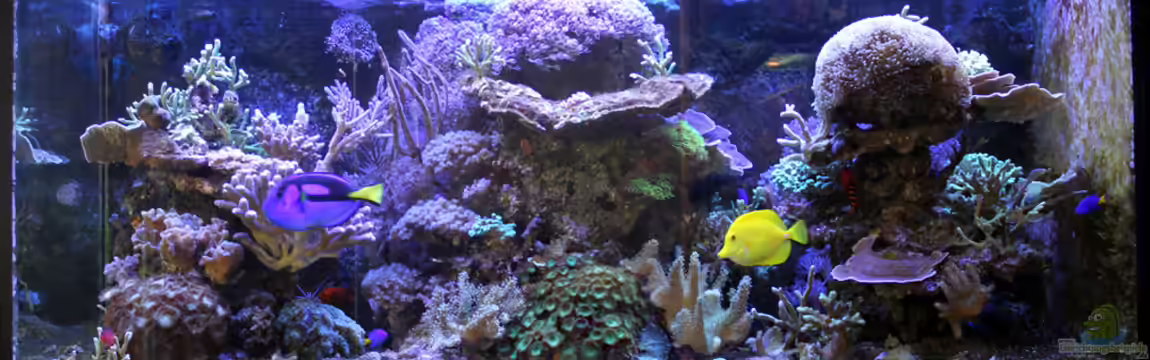 The Black Island Reef Obsolete von The_Lizardking