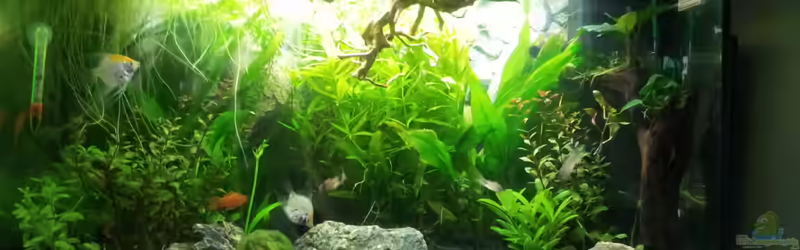 The little forest von Nixe1991