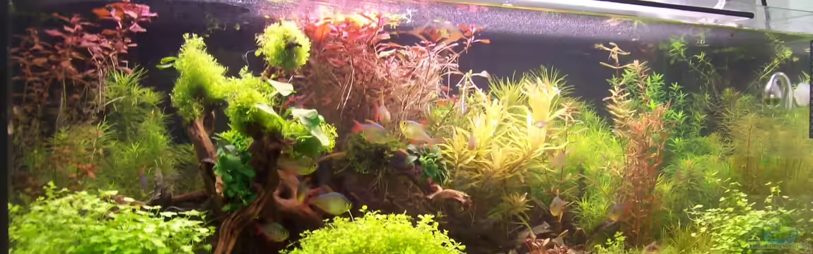 The New Green World von Lotte und Hendo