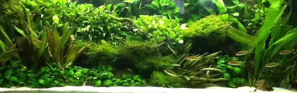 Theiling 160cm von Elanco72