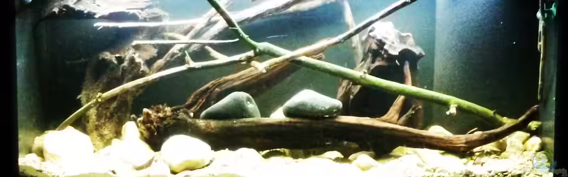 Thorichthys meeki - Galerie von Beulenkopftyp