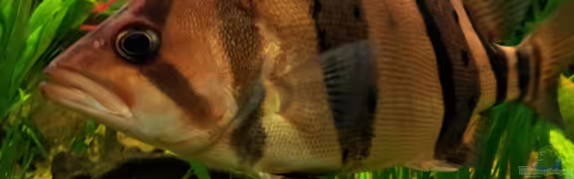 Tigers, Dragons & Snakeheads - Beispiel von stomar6