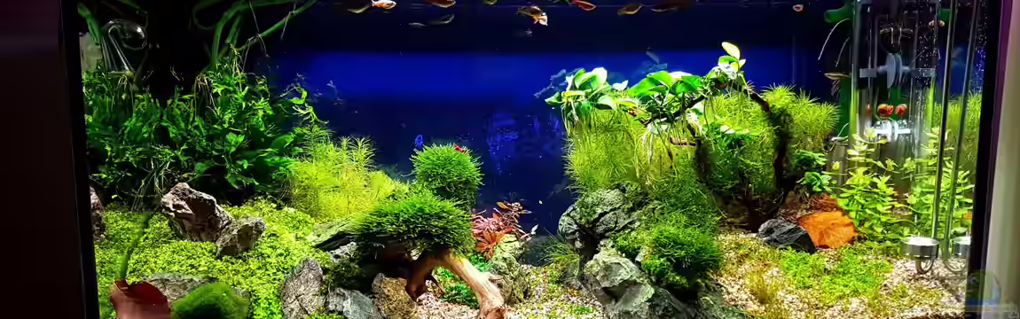 Tommys' Scape von TommyR