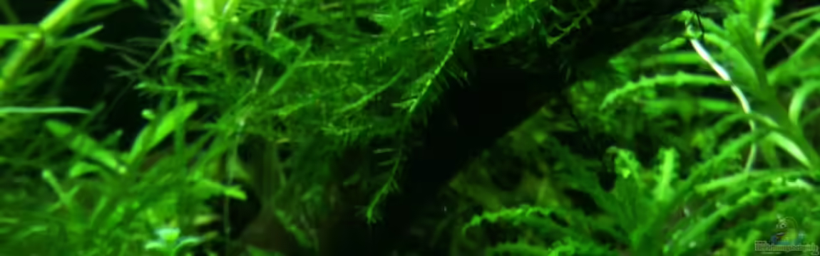 Toni-Nano-style (// ^) von Tonistyle69