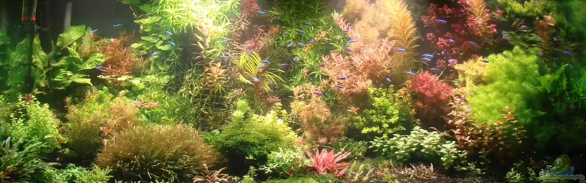 Traum in Weiss von achim-cool