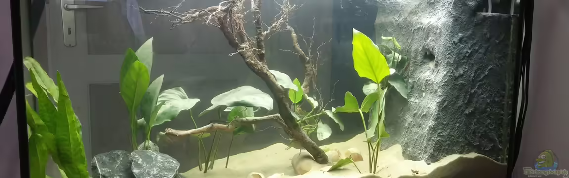 Tree of Life von Dennis.L