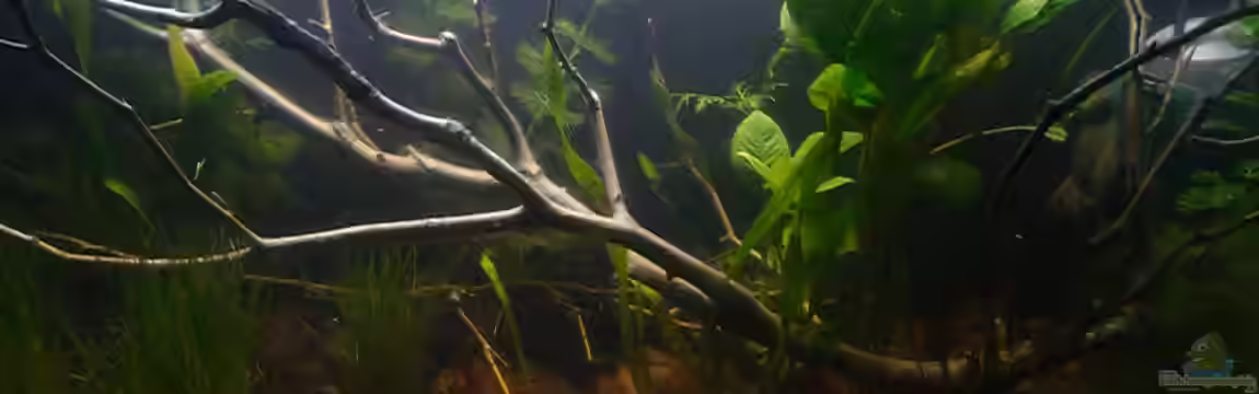 Trichopsis pumila von Scolo