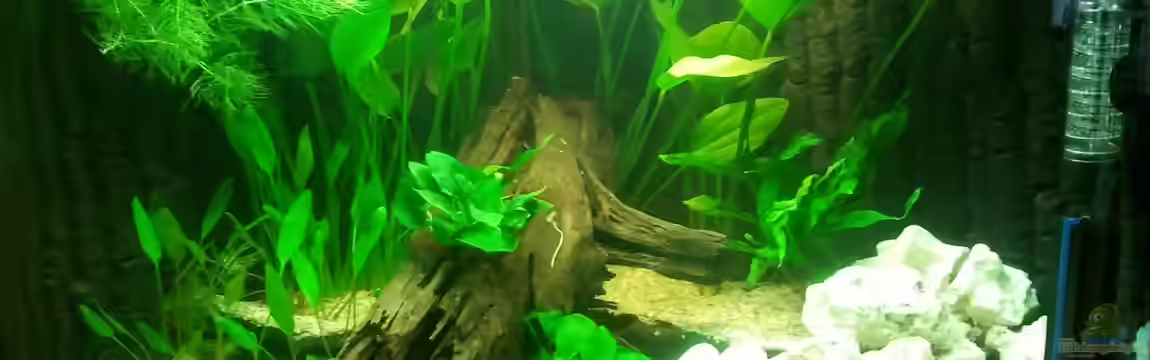 Trigon 190 Juwel von bigfish