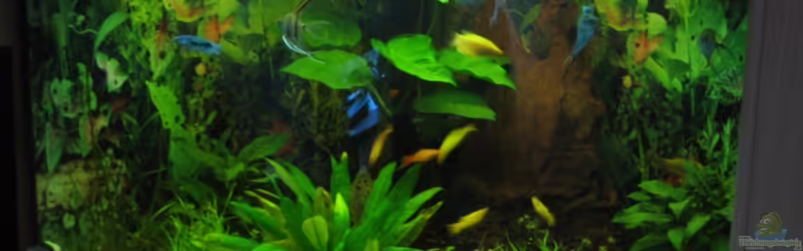 Trigon 190 von chaossepsy