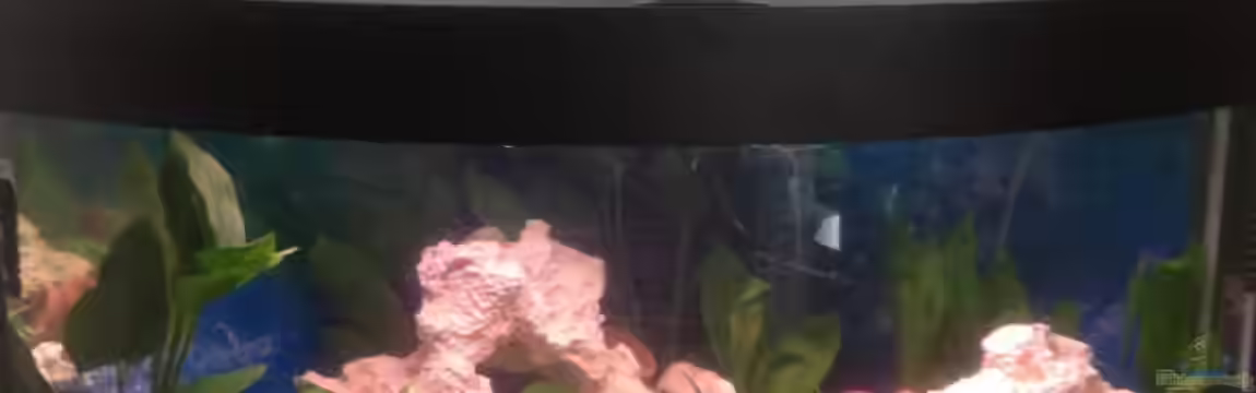 Trigon 190 von Juwel von cervino10