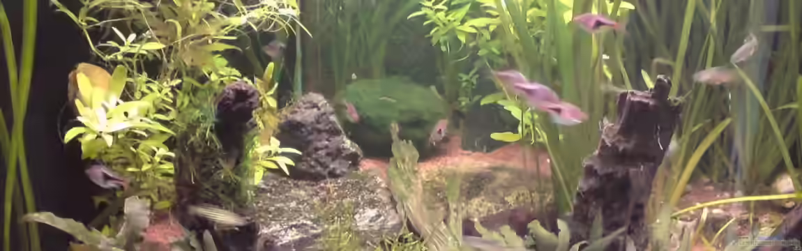 Trigon 190 von sternenbanner