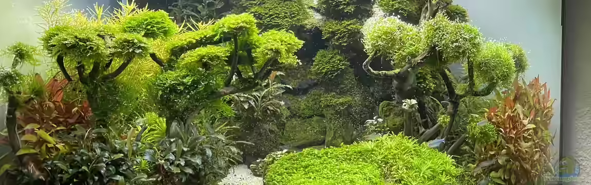 Trigon Scape von Mauri Cangini