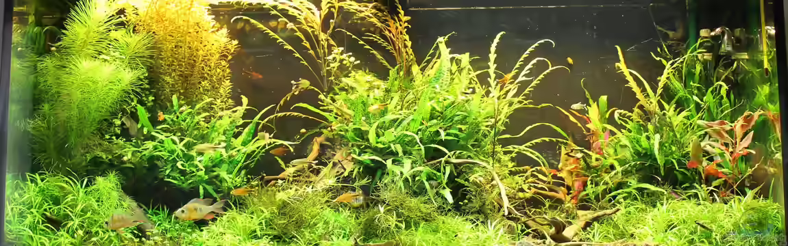 Tropentraum von MadMarkx