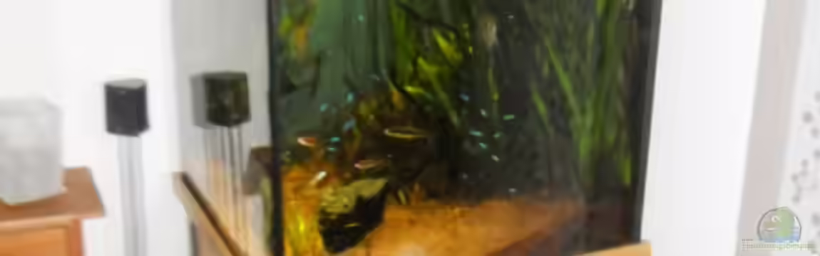 Tropenwürfel von Jan Hüsemann