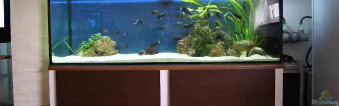 Tropheus Becken 2011 von Robin H.