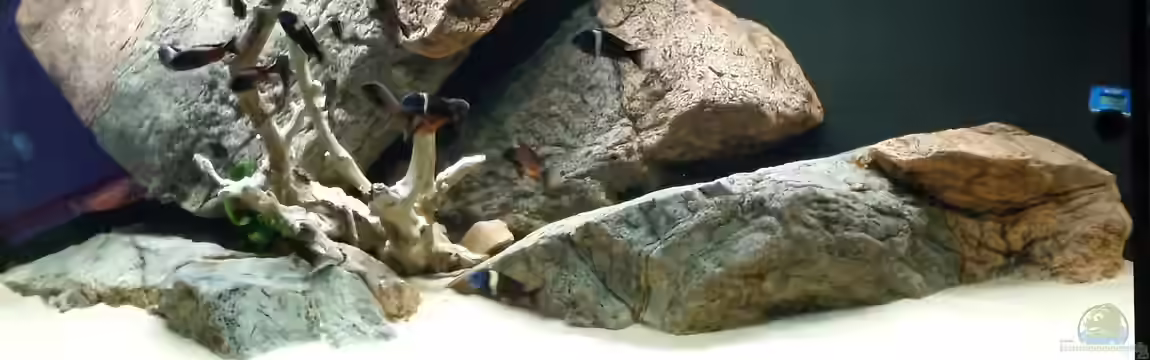 Tropheus Haus von Leucki