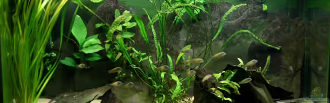 Tropheus Mpulungu aufgelöst von NicoD