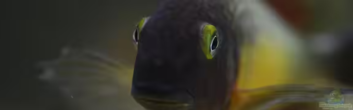 Tropheus Red Rainbow von Keule73