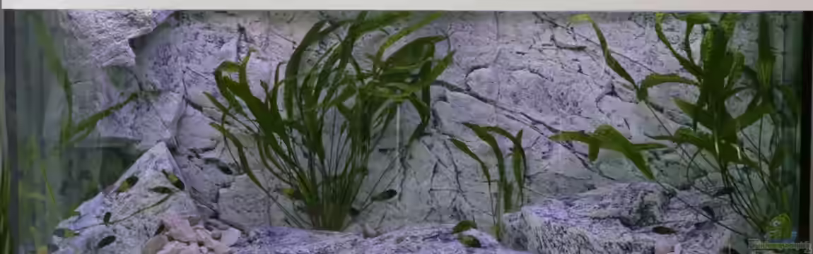 Tropheus sp. Ikola - 480l von NicoD