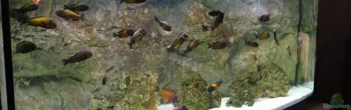 Tropheusbecken von Hoffbold