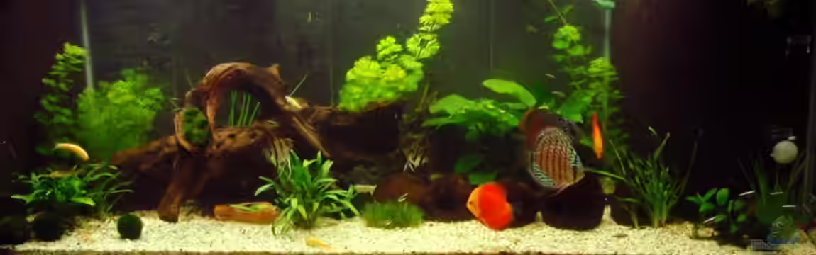 Tropic Dream von Thomas Mitter