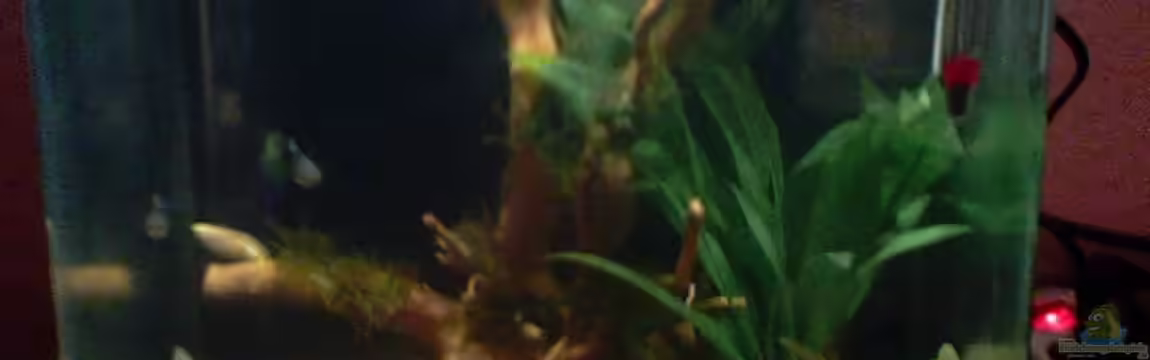 Unser Hundefernseher von LadyWolf