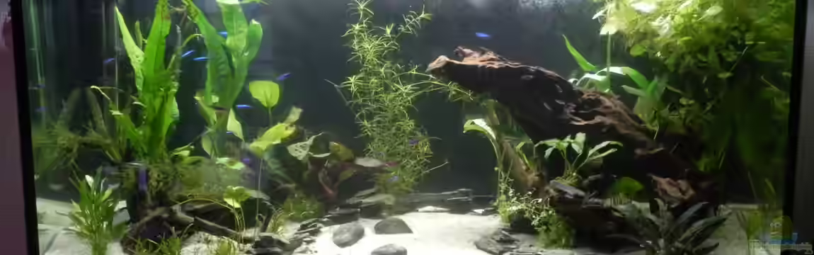 Unterwasser-Urwald von Sarah Friedli