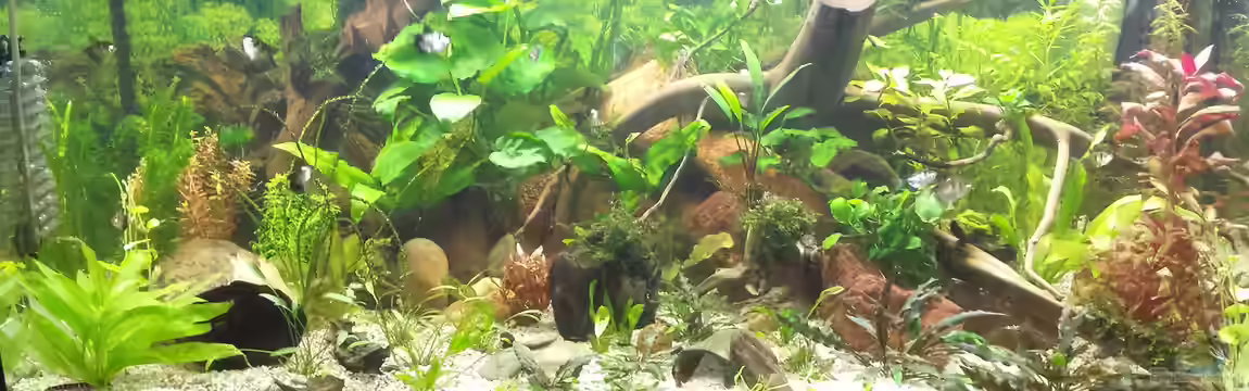 Unterwassergarten von Robert&Alex