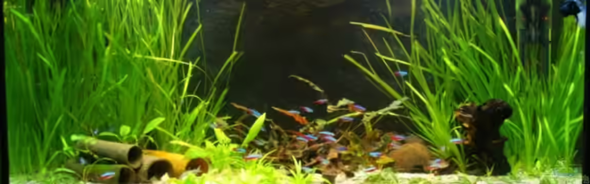 Unterwasserwelt ( nur noch als Beispiel ) von Frank Wollenburg