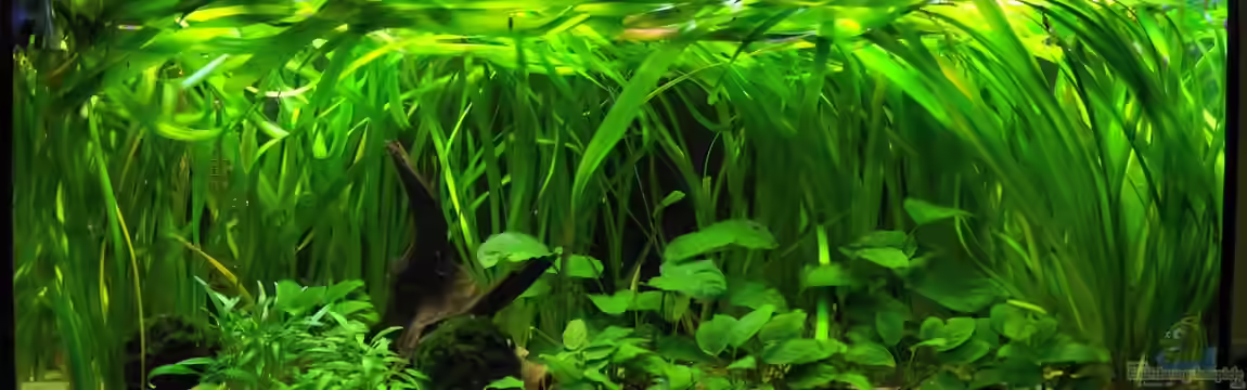 Verkrautetes Südamerika von Theresa Horak