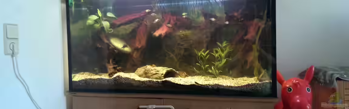 Versuch "die Erste" von acuticeps